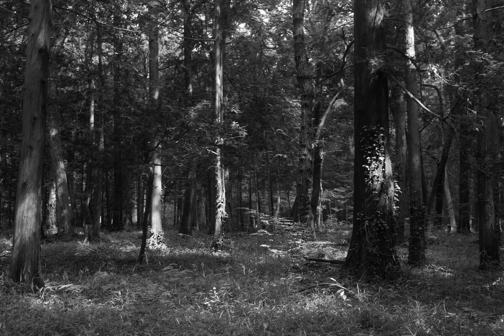 “木の良さ”をどのように伝え継ぐか<br>～木と共に歩むこれからの120年～