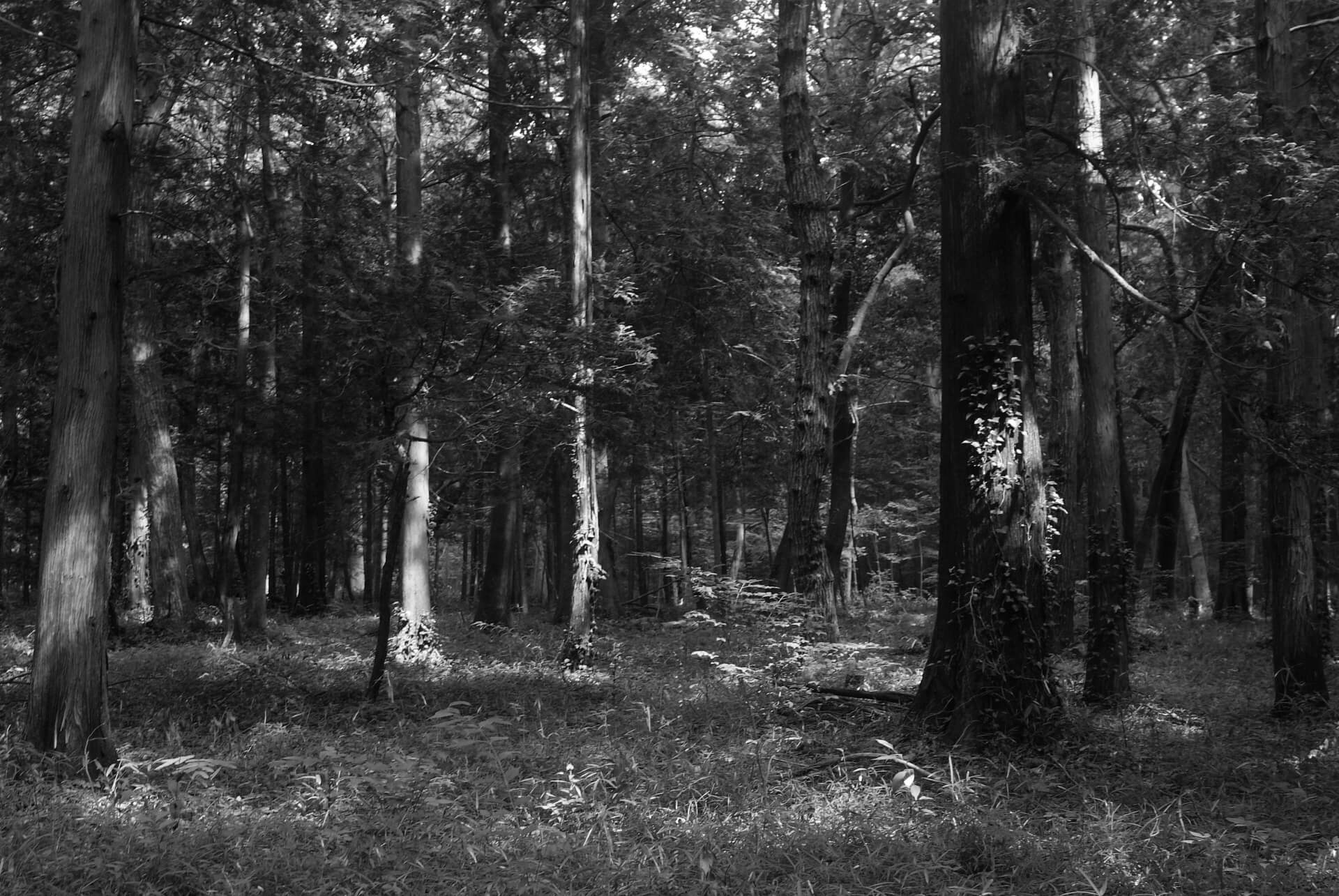 ”木の良さ”をどのように伝え継ぐか～木と共に歩むこれからの120年～