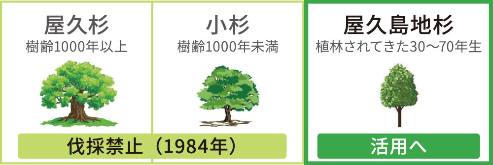屋久島地杉の定義